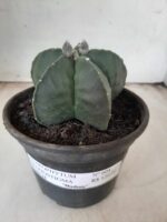 ASTROPHYTUM MYRIOSTIGMA "Nudum"  Nº 604 – vaso 15 - Imagem 11