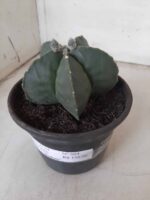 ASTROPHYTUM MYRIOSTIGMA "Nudum"  Nº 604 – vaso 15 - Imagem 10
