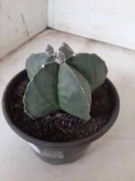 ASTROPHYTUM MYRIOSTIGMA "Nudum"  Nº 604 – vaso 15 - Imagem 6