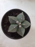 ASTROPHYTUM MYRIOSTIGMA "Nudum"  Nº 604 – vaso 15 - Imagem 3