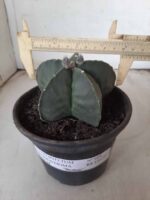 ASTROPHYTUM MYRIOSTIGMA "Nudum"  Nº 604 – vaso 15 - Imagem 4