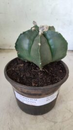 ASTROPHYTUM MYRIOSTIGMA "Nudum"  Nº 645 – vaso 15 - Imagem 2