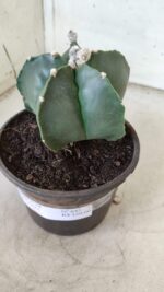 ASTROPHYTUM MYRIOSTIGMA "Nudum"  Nº 645 – vaso 15 - Imagem 7