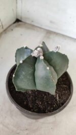 ASTROPHYTUM MYRIOSTIGMA "Nudum"  Nº 645 – vaso 15 - Imagem 6