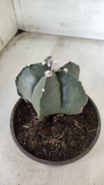 ASTROPHYTUM MYRIOSTIGMA "Nudum"  Nº 645 – vaso 15 - Imagem 5