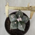 ASTROPHYTUM MYRIOSTIGMA "Nudum"  Nº 645 – vaso 15