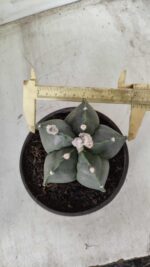 ASTROPHYTUM MYRIOSTIGMA "Nudum"  Nº 645 – vaso 15