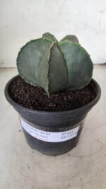 ASTROPHYTUM MYRIOSTIGMA "Nudum"  Nº 644 – vaso 15 - Imagem 2