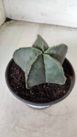 ASTROPHYTUM MYRIOSTIGMA "Nudum"  Nº 644 – vaso 15 - Imagem 9