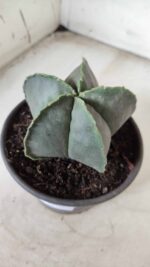 ASTROPHYTUM MYRIOSTIGMA "Nudum"  Nº 644 – vaso 15 - Imagem 8