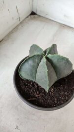 ASTROPHYTUM MYRIOSTIGMA "Nudum"  Nº 644 – vaso 15 - Imagem 7