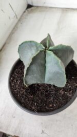 ASTROPHYTUM MYRIOSTIGMA "Nudum"  Nº 644 – vaso 15 - Imagem 6
