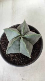 ASTROPHYTUM MYRIOSTIGMA "Nudum"  Nº 644 – vaso 15 - Imagem 3