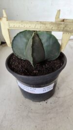 ASTROPHYTUM MYRIOSTIGMA "Nudum"  Nº 644 – vaso 15 - Imagem 4