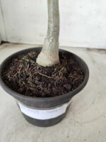 Planta Simples 2325 – 30cm – 02 anos - Imagem 5