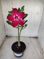 Planta Simples 2334 – 30cm – 02 anos - Imagem 2