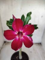 Planta Simples 2334 – 30cm – 02 anos