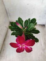 Planta Simples 2334 – 30cm – 02 anos - Imagem 4