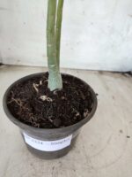 Planta Simples 2334 – 30cm – 02 anos - Imagem 6