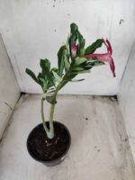 Planta Simples 2334 – 30cm – 02 anos - Imagem 5