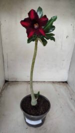 Planta Simples 2349 – 30cm – 02 anos - Imagem 2