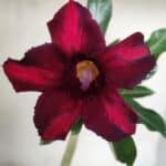 Planta Simples 2349 – 30cm – 02 anos