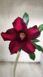 Planta Simples 2349 – 30cm – 02 anos