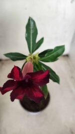 Planta Simples 2349 – 30cm – 02 anos - Imagem 4