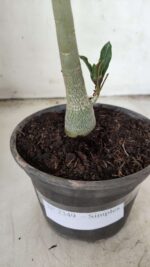 Planta Simples 2349 – 30cm – 02 anos - Imagem 6