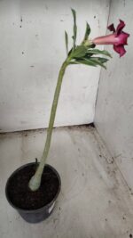 Planta Simples 2349 – 30cm – 02 anos - Imagem 5