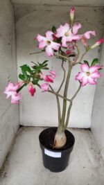 Planta Simples 2352 – 40cm – 03 anos - Imagem 2