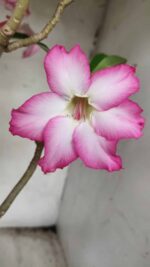 Planta Simples 2352 – 40cm – 03 anos - Imagem 3