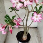 Planta Simples 2352 – 40cm – 03 anos