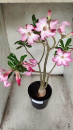 Planta Simples 2352 – 40cm – 03 anos