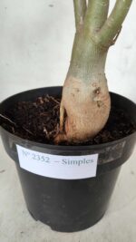 Planta Simples 2352 – 40cm – 03 anos - Imagem 8