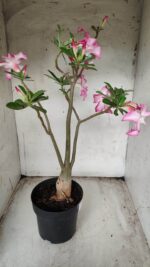 Planta Simples 2352 – 40cm – 03 anos - Imagem 7