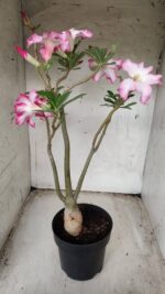 Planta Simples 2352 – 40cm – 03 anos - Imagem 6