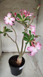 Planta Simples 2352 – 40cm – 03 anos - Imagem 5