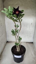 Planta Simples 2356 – 40cm – 03 anos - Imagem 2