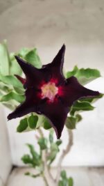 Planta Simples 2356 – 40cm – 03 anos