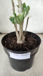 Planta Simples 2356 – 40cm – 03 anos - Imagem 7