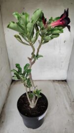 Planta Simples 2356 – 40cm – 03 anos - Imagem 6