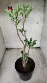 Planta Simples 2356 – 40cm – 03 anos - Imagem 5