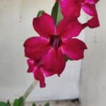 Planta Simples 2377 – 30cm – 02 anos