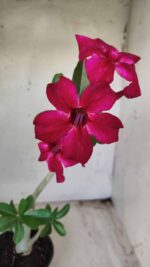 Planta Simples 2377 – 30cm – 02 anos