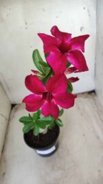 Planta Simples 2377 – 30cm – 02 anos - Imagem 4