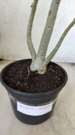 Planta Simples 2377 – 30cm – 02 anos - Imagem 6