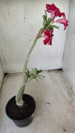 Planta Simples 2377 – 30cm – 02 anos - Imagem 5