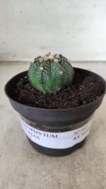 ASTROPHYTUM ASTERIAS Nº 492 – vaso 11 - Imagem 2