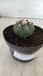 ASTROPHYTUM ASTERIAS Nº 492 – vaso 11 - Imagem 9